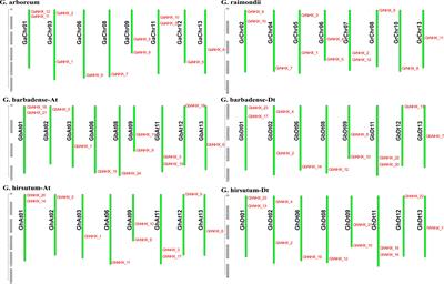 Genome-Wide Identification and Expression Analysis of the NHX (Sodium/Hydrogen Antiporter) Gene Family in Cotton